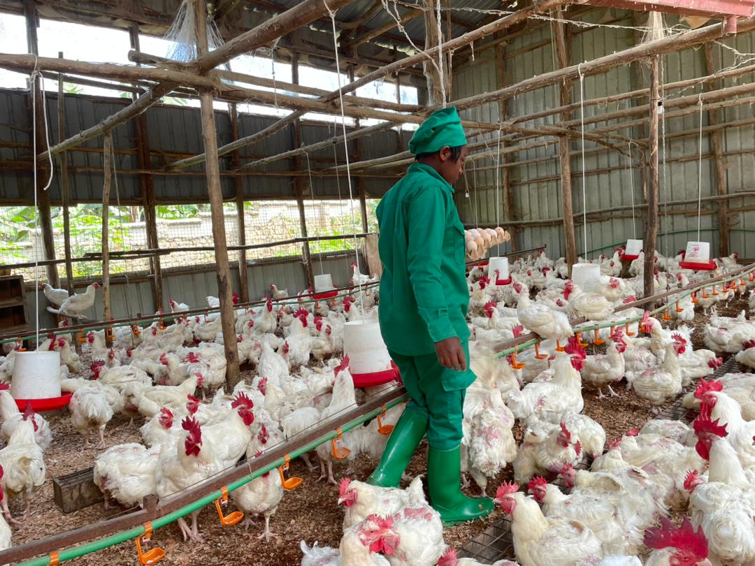 Imbamutima z’Umworozi w’inkoko watewe inkunga ya Miliyoni 145 Frw zitishyurwa
