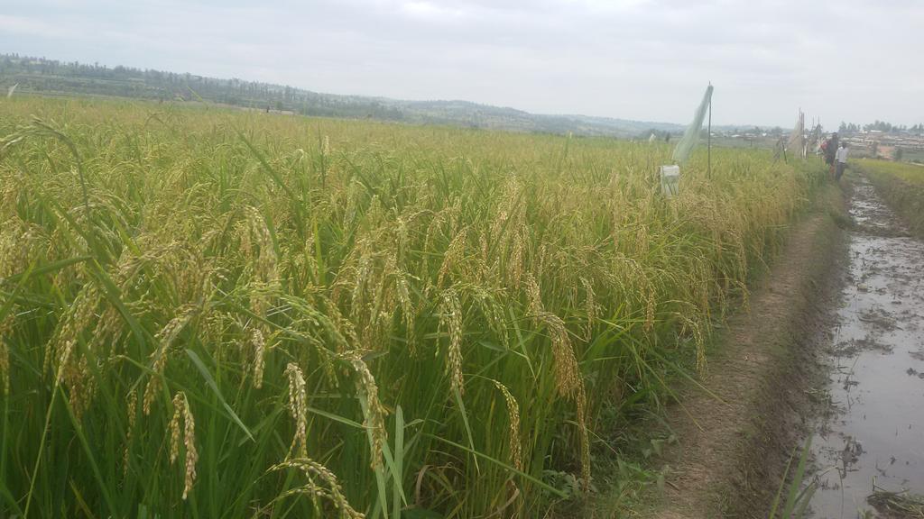 Gatsibo: Abahinzi b'umuceri baraterwa igihombo n'urugomero rwuzuyemo umucanga