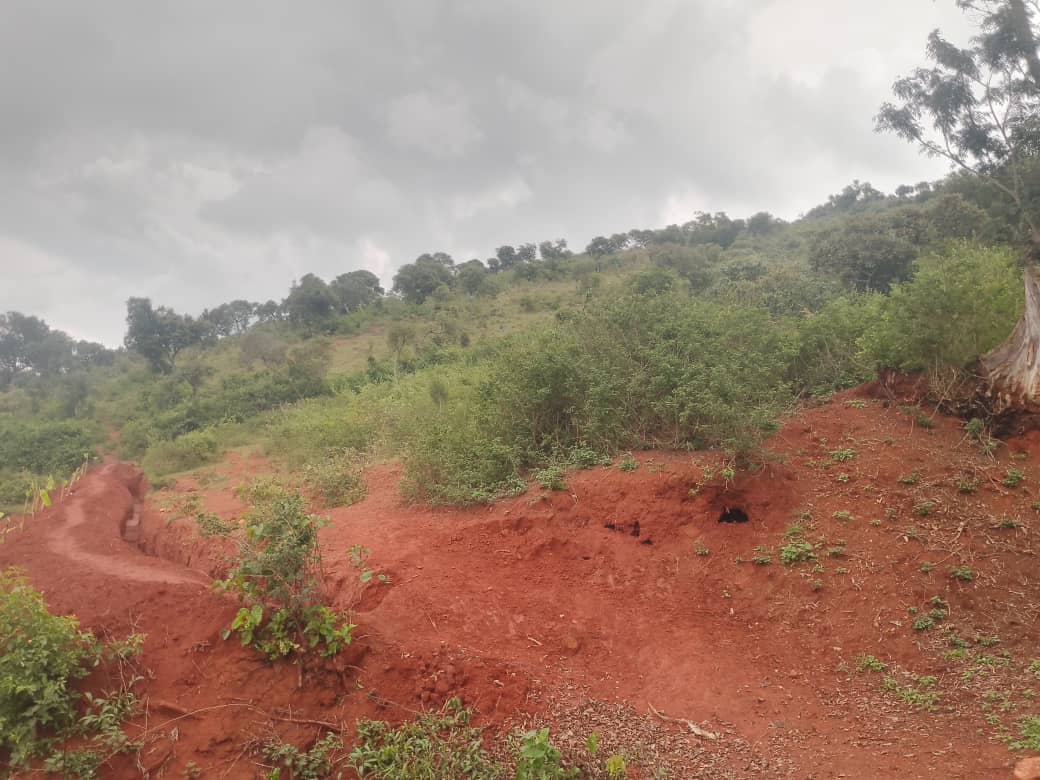 Impamvu muzi z’ubukana bwakoranwe Jenoside yakorewe Abatutsi muri Perefegitura ya Gisenyi