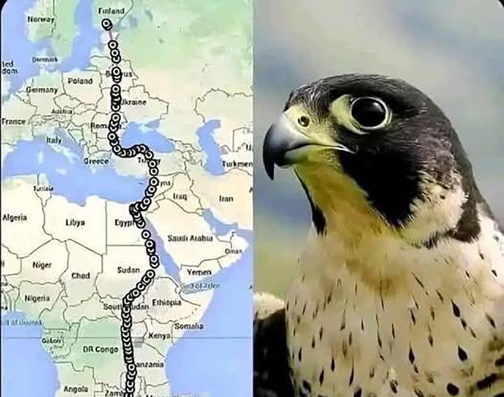 Inyoni ya Falcon yakoze urugendo rwa kilometero 10,000
